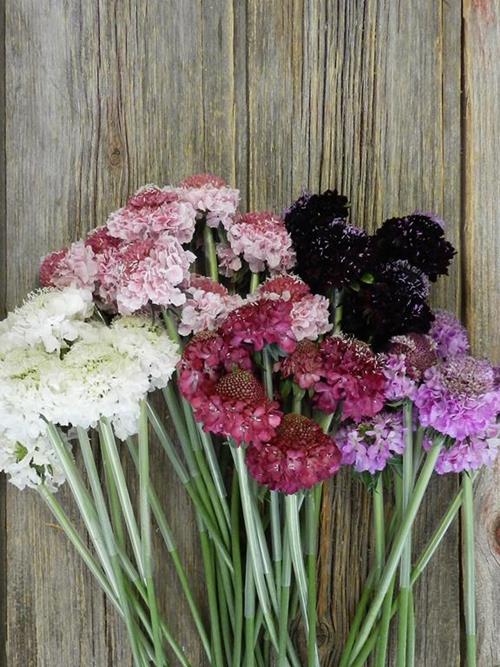 SCABIOSA   SCOOP VARIETIES IN ASSORTED COLORS